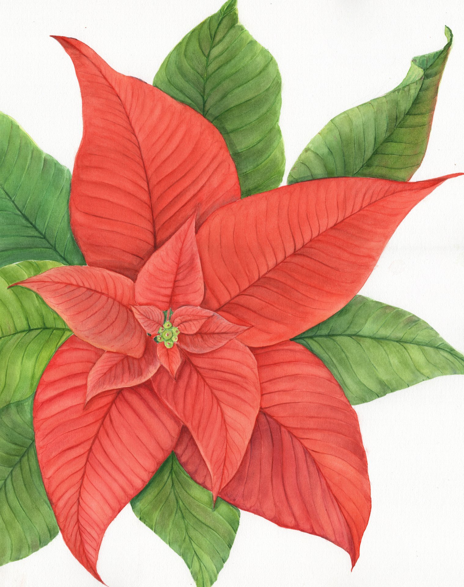 Weihnachtsstern. Weihnachtsblume Painting by Svitlana Yanyeva