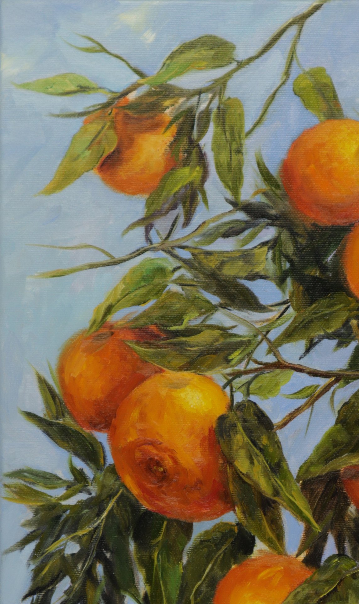 Florida Honey Tangerines - buy