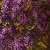 Oil painting Lilac Aroma – order