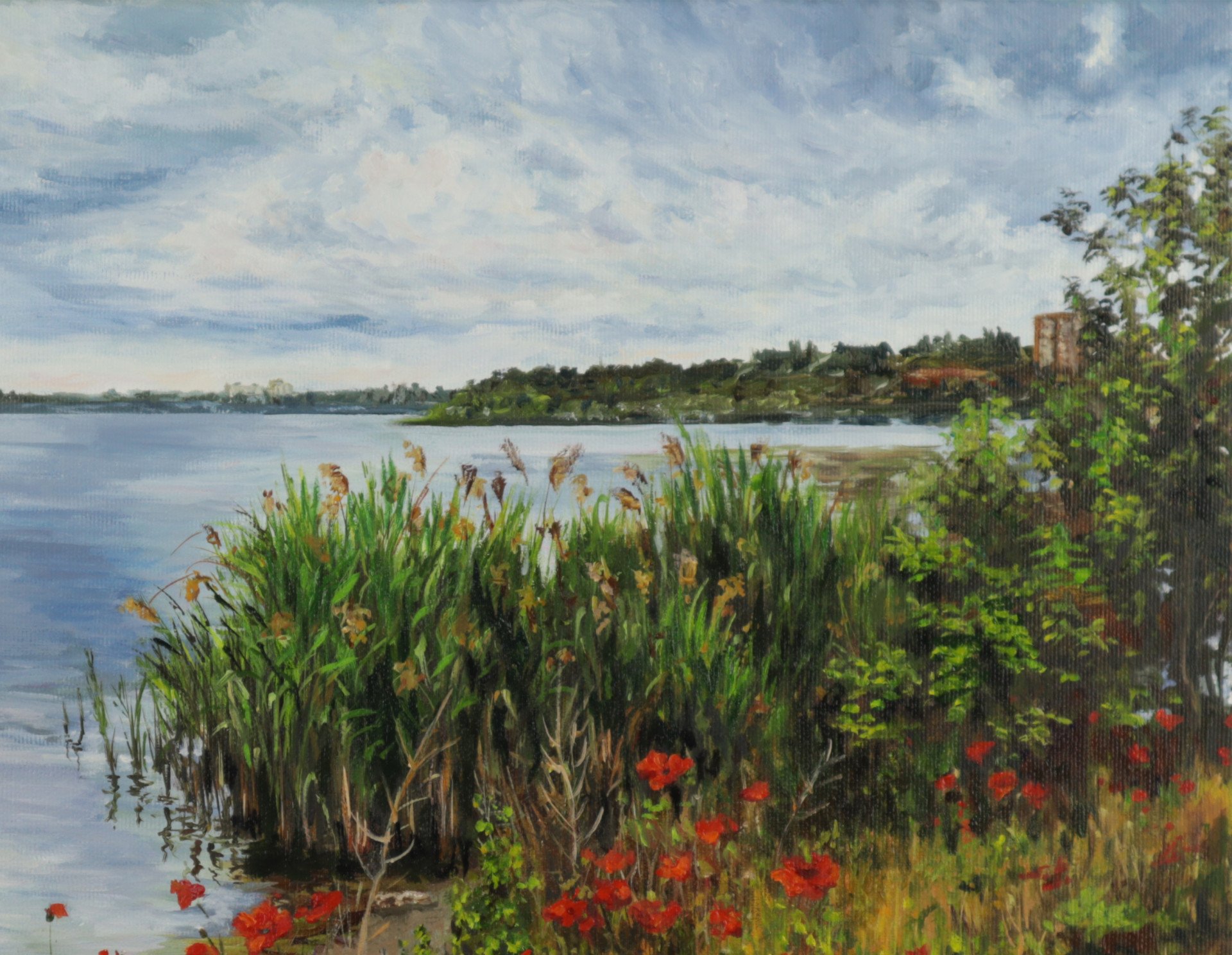 Poppies near the river - buy