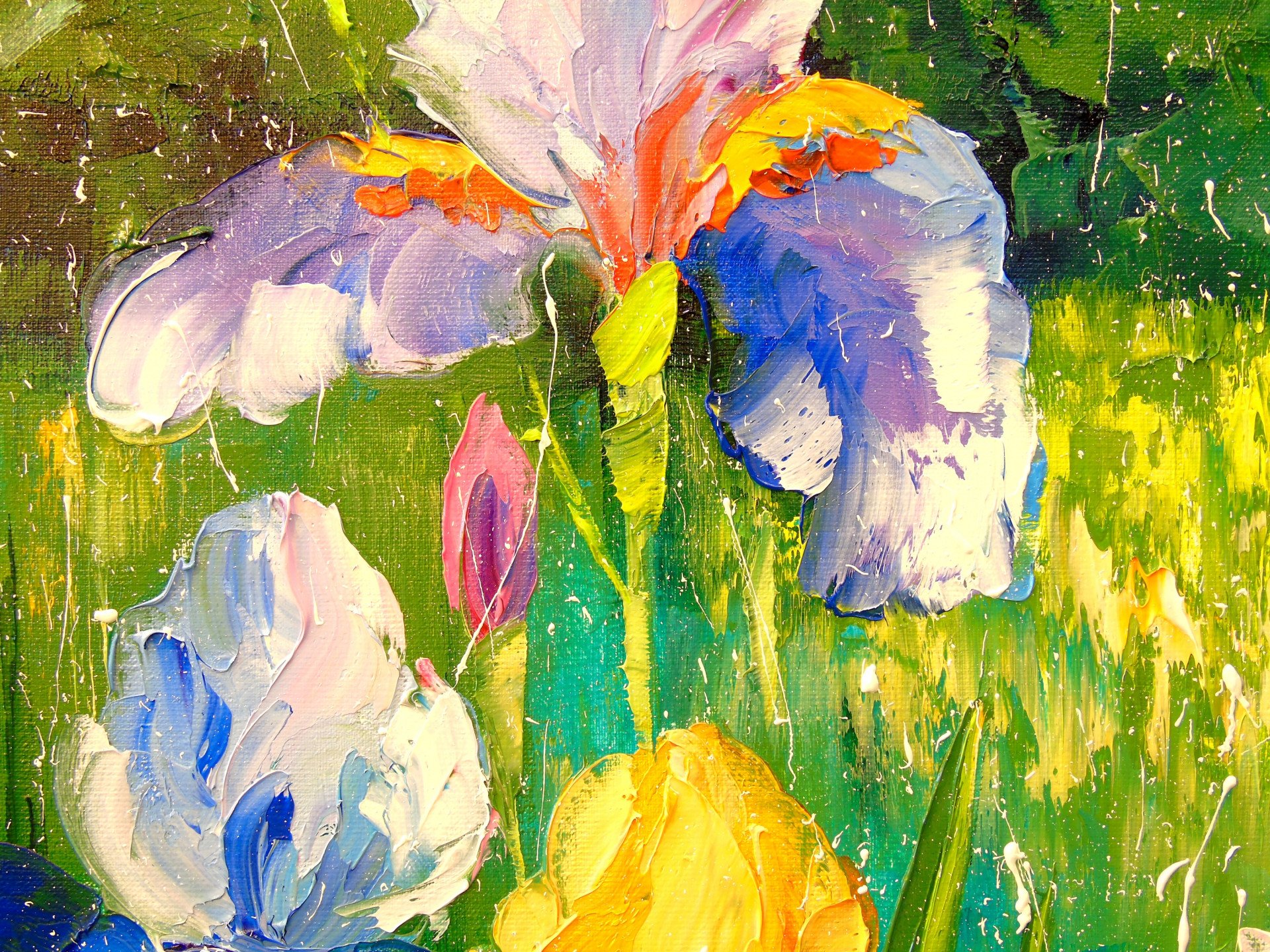 Irises - buy