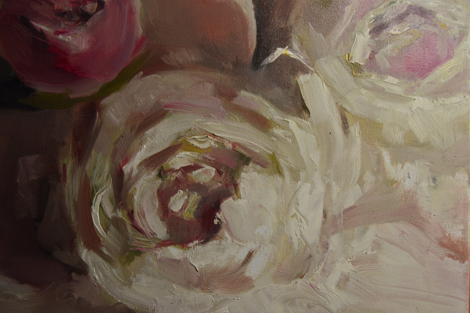 Peonies - buy