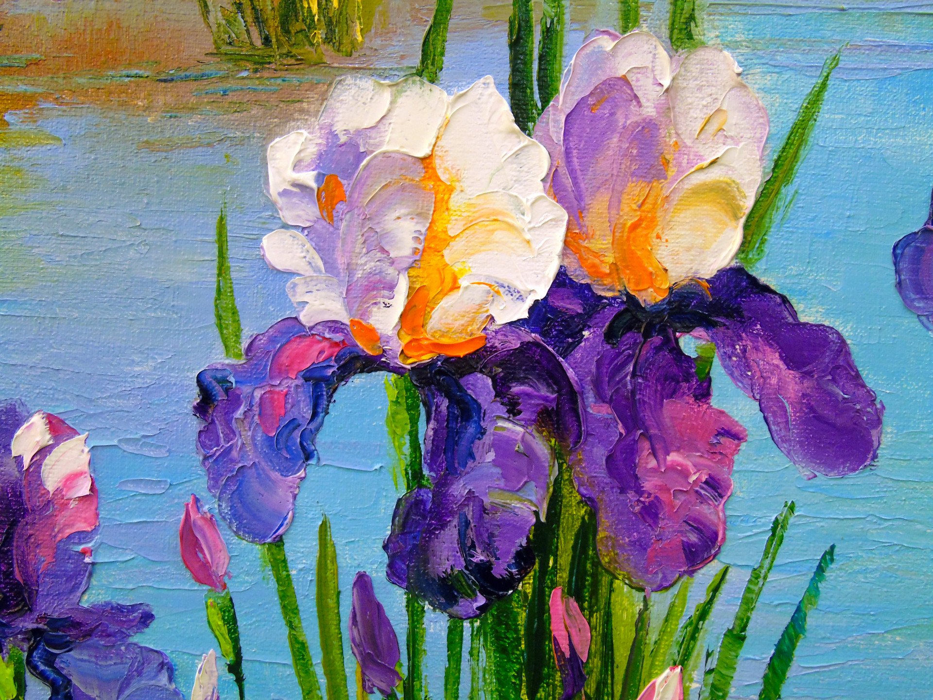 Iris at the pond - buy
