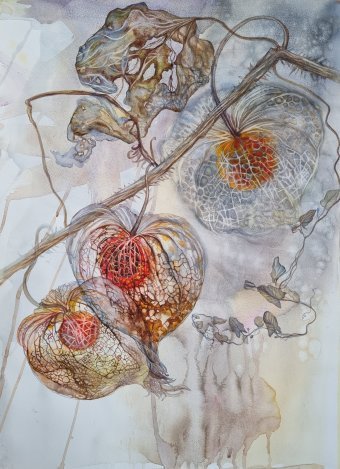Painting "Watercolor Physalis" by painter Marina Bura watercolor paper at Jose Art Gallery