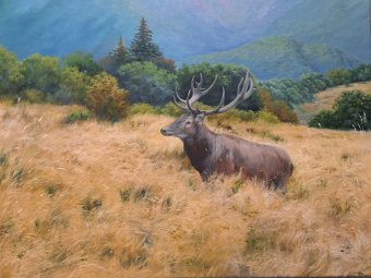 Deer. Bulgarian Reserve
