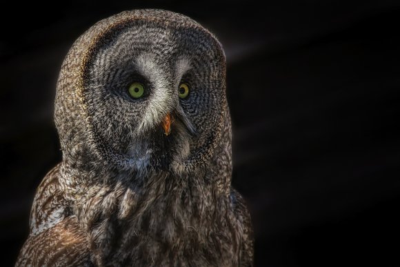 Lapland Owl