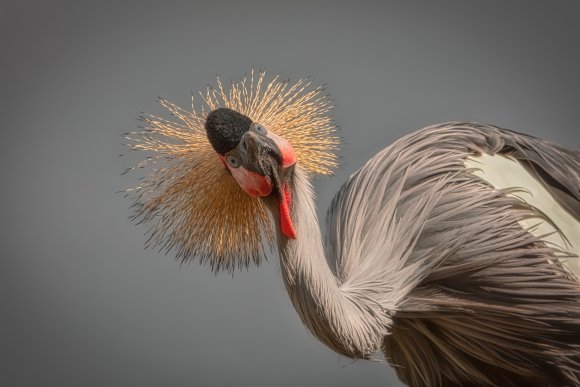 Meeting with Royal Crane
