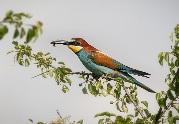European Bee-eater