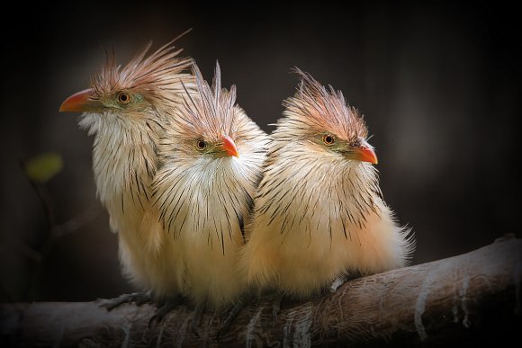 The 3 Cantara guiras