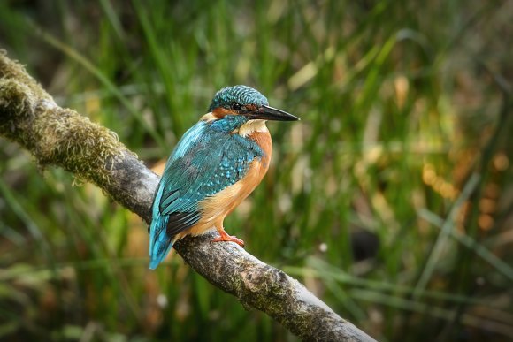 Kingfisher