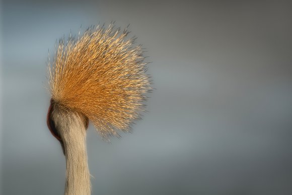 Royal crane in the wind
