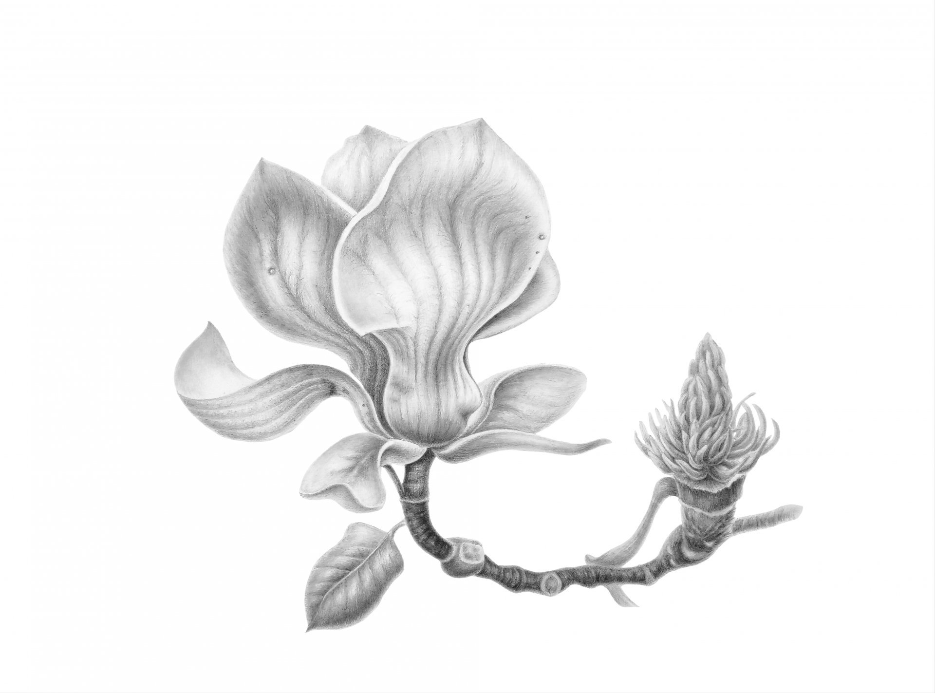 The Charm of Spring: Magnolia Whisper Drawing - Tetiana Vlasenko