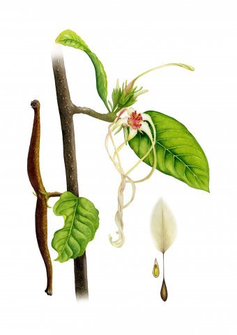 Painting "Tangled Fragility: Strophant's Elegance" by painter Natalya Buhaienko watercolor paper at Jose Art Gallery