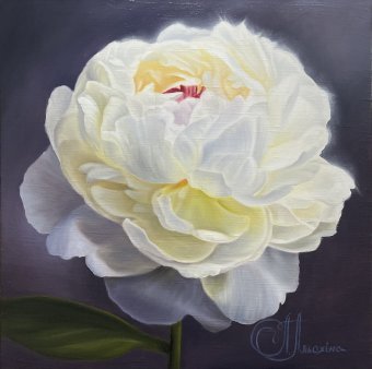 Bagliore di peonia
