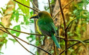 Зелений туканет: цифрова природа