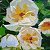 Fleurs - acheter