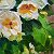Fleurs - painting