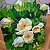 Fleurs - acheter en ligne