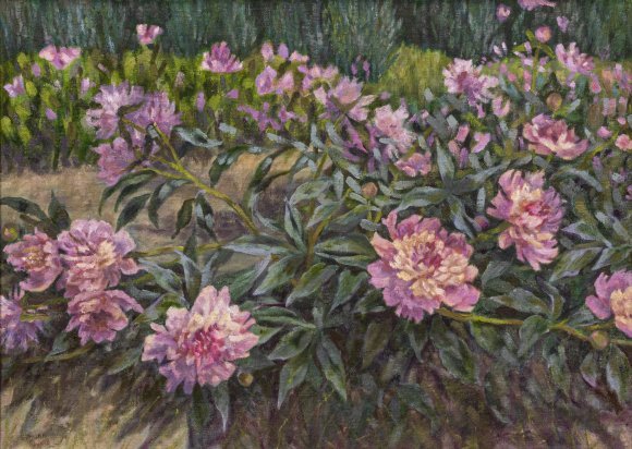 Peonies