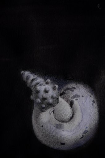 17/20 - Surreal Seashell Shape