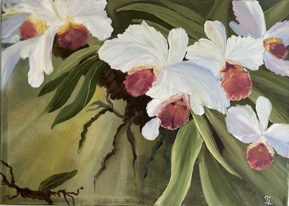 Orchids