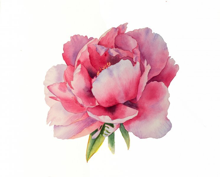 Gemälde «Pfingstrose in Blüte», Nelia Hryhorenko