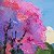 Almond tree in bloom in spring – order