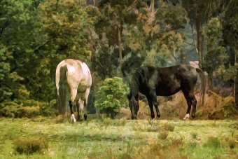 Фотографія "Мовчазні коні", фотограф Orlando Sanchez Cabrera в Jose Art Gallery