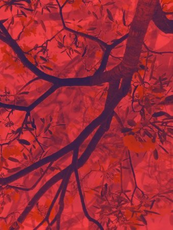 Fotografia "Puls pustyni", fotograf Alyona Voronova w Jose Art Gallery