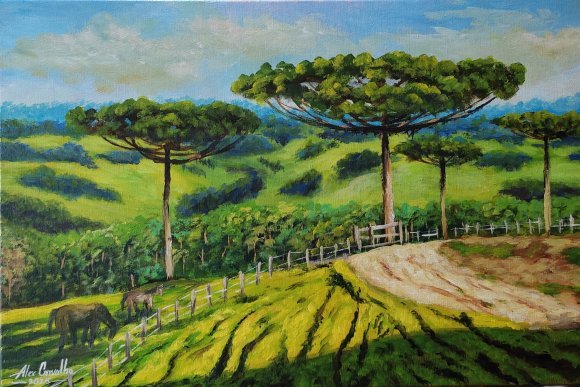 Araucaria trees in the mountains