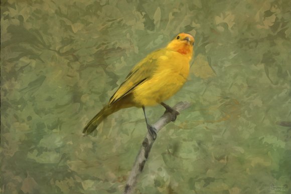 The Silence of the Canary. Digital Poetic Realism