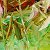 Lilies  flowers – painting