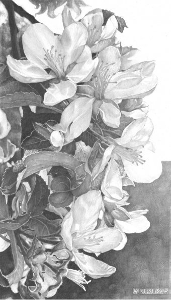 Drawing "Apple blossom" by illustrator Julia Suprun pencil paper at Jose Art Gallery