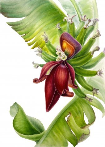 Beneath Tropical Skies