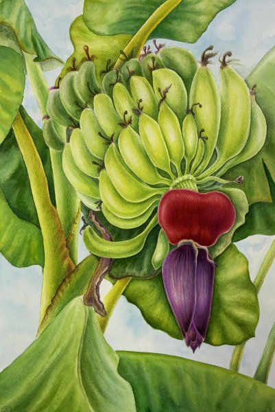 Farbig Makrofotografie Fotografie "Das Herz der Bananenstaude" fotograf/-in Tetiana Vlasenko 