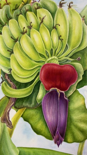 Zusätzliches Bild 1: Farbig Makrofotografie Fotografie "Das Herz der Bananenstaude", fotograf/-in Tetiana Vlasenko 