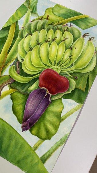 Zusätzliches Bild 2: Farbig Makrofotografie Fotografie "Das Herz der Bananenstaude", fotograf/-in Tetiana Vlasenko 