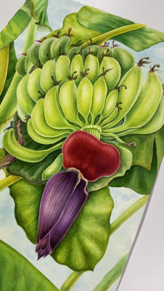 Zusätzliches Bild 3: Farbig Makrofotografie Fotografie "Das Herz der Bananenstaude", fotograf/-in Tetiana Vlasenko 