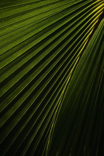 Jungle Veins