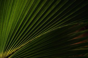 Photography "Palm Serenity" by photographer Viktoriia Gladkova at Jose Art Gallery