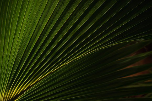 Palm Serenity