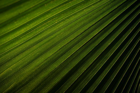 Close-up Nature Art