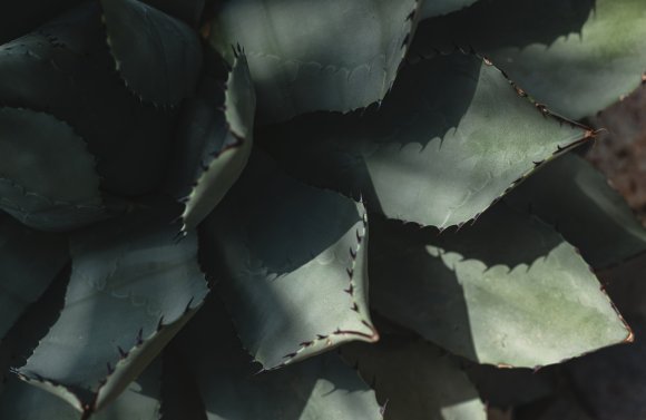 Desert Geometry