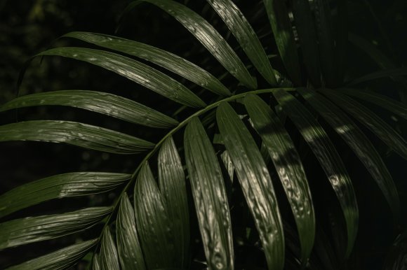 A Natural Impression