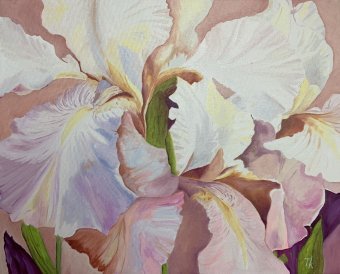 Pink irises