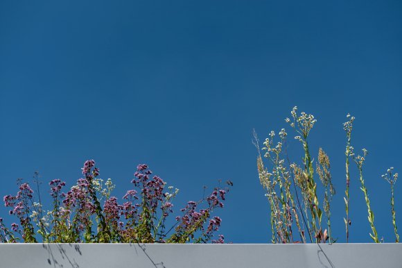 Blossoms of the Urban Edge