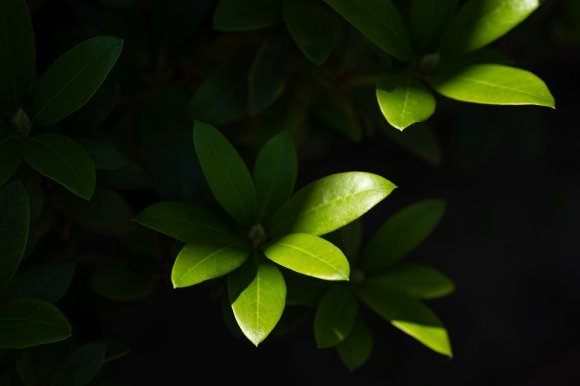 Whispers of Green