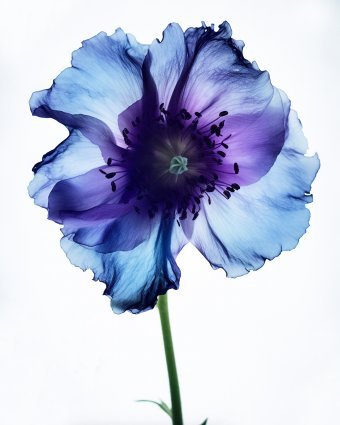 Photographie "A Botanical 23 : Gros plan sur une fleur vibrante", photographe Michael F à la Jose Art Gallery