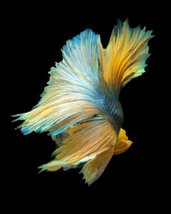 Photography "Betta 85 Enhanced: Colorful Underwater Grace" by photographer Michael F at Jose Art Gallery