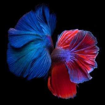 Betta Twins 2. Danza subacquea vibrante